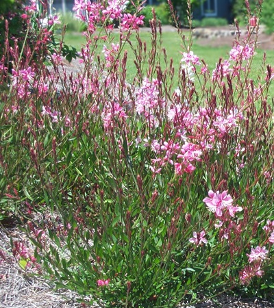 Gaura Siskiyou Pink